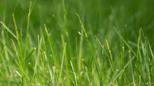 Nahansicht von Grashalmen eines Rasens